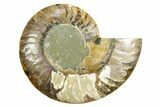 Cut & Polished Ammonite Fossil (Half) - Madagascar #364864-1